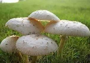 51.吃瓜蘑菇,揭秘神秘蘑菇的神奇功效与食用指南