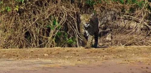 美洲豹群众吃瓜